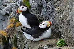 Horned Puffin